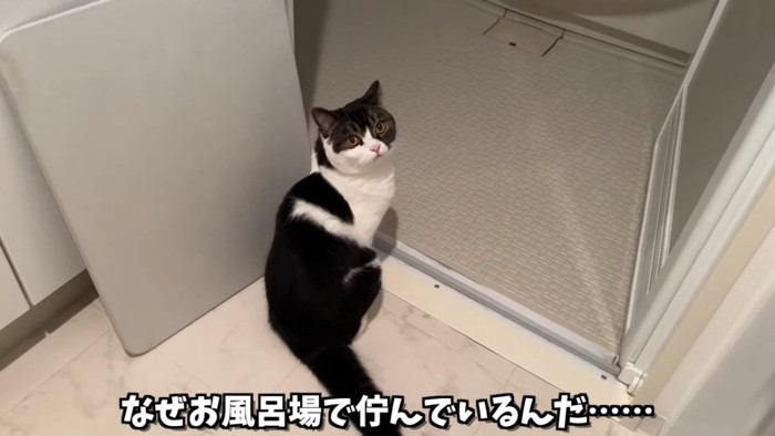 座る猫