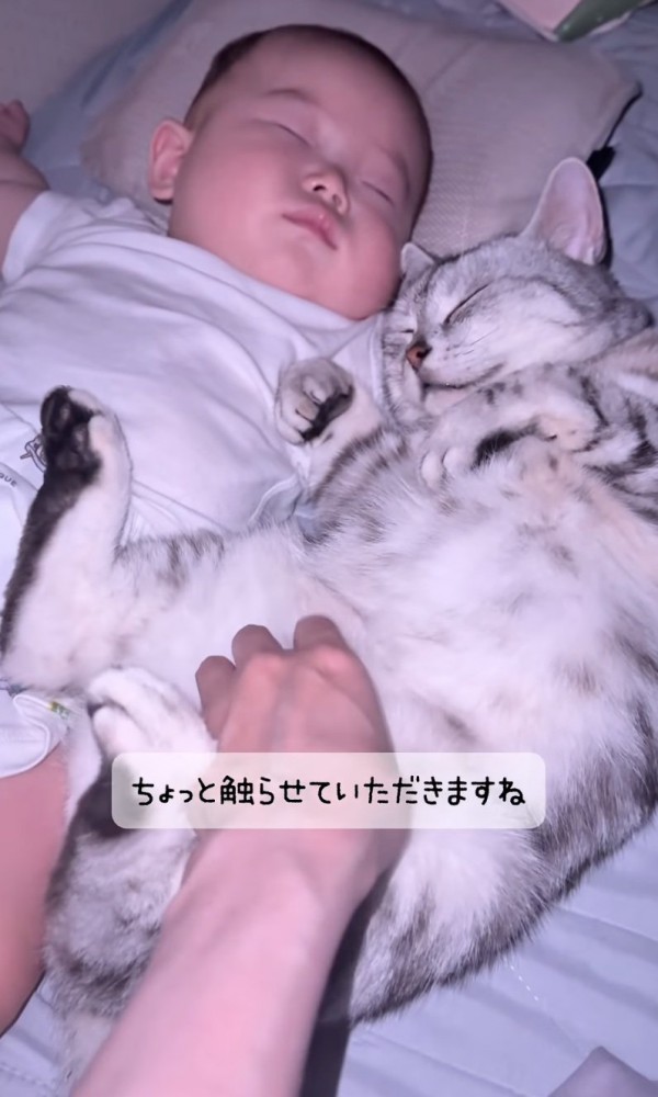 猫のお腹をくすぐる