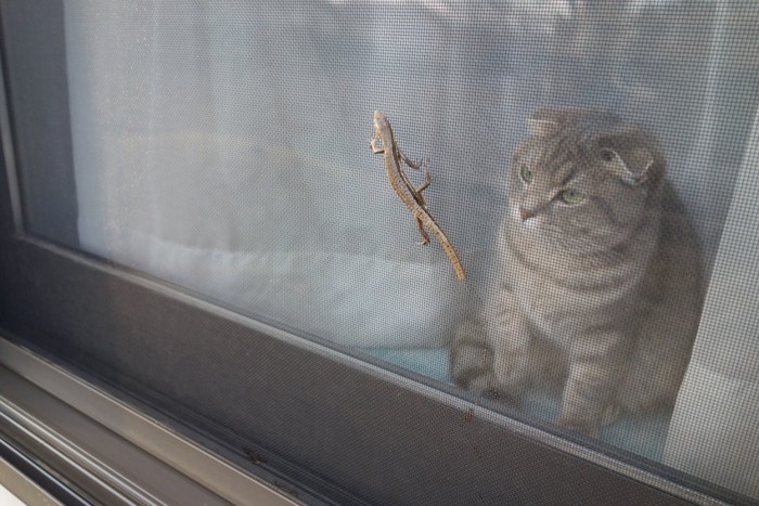 トカゲが気になる猫