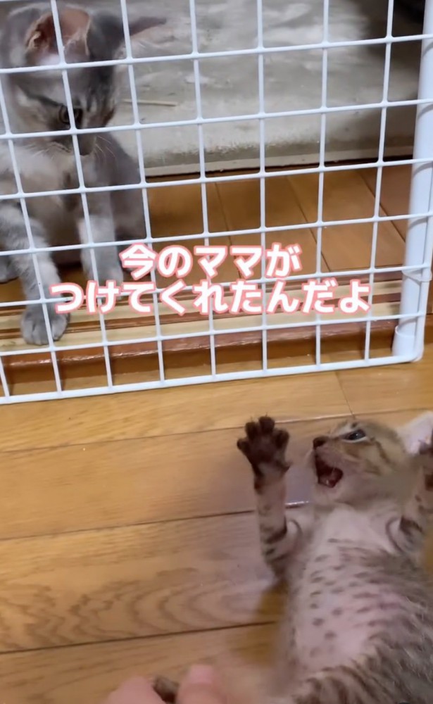 他の猫と遊ぶラムくん