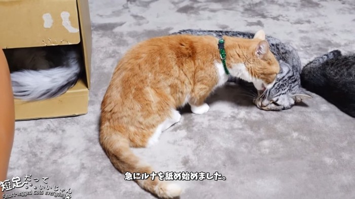 縞模様の猫の毛づくろいをする茶白猫