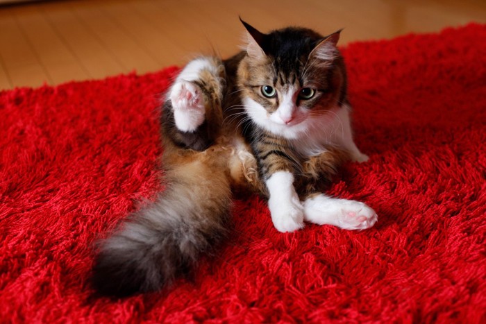 毛繕いする猫