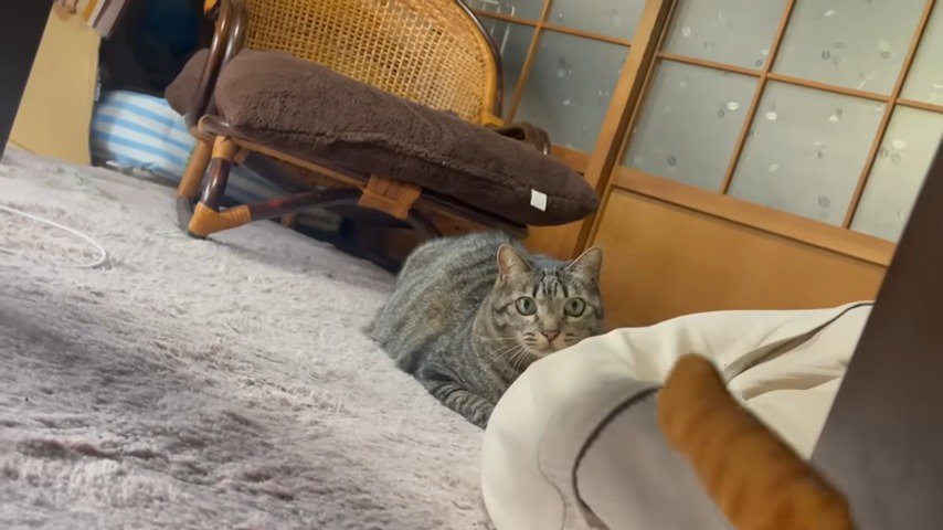 離れた場所から猫じゃらしを狙う猫