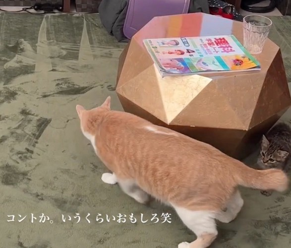 後ろに子猫