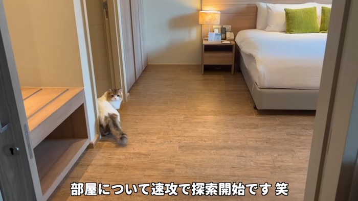 振り向く猫