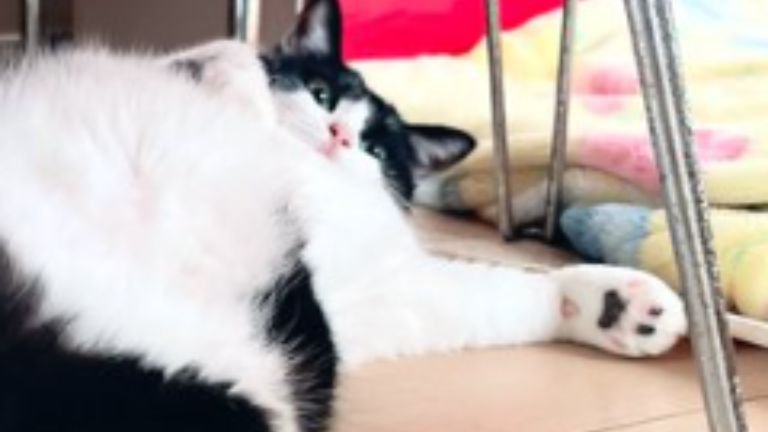 テーブル下の猫