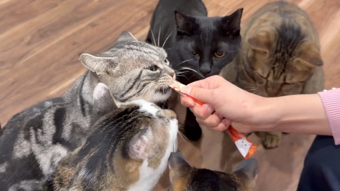 おやつを食べる猫