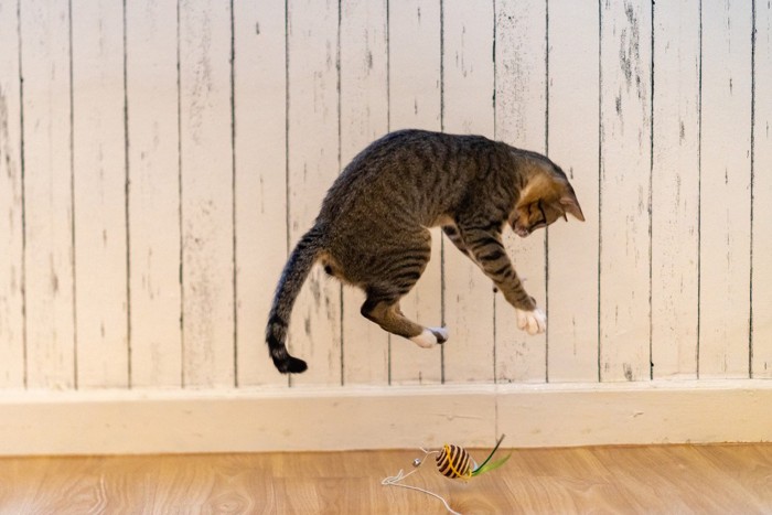 飛び跳ねる猫