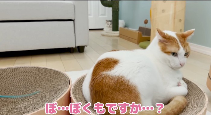 爪研ぎの中の猫