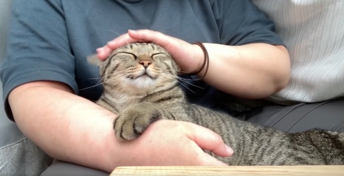 抱っこされて嬉しそうな猫