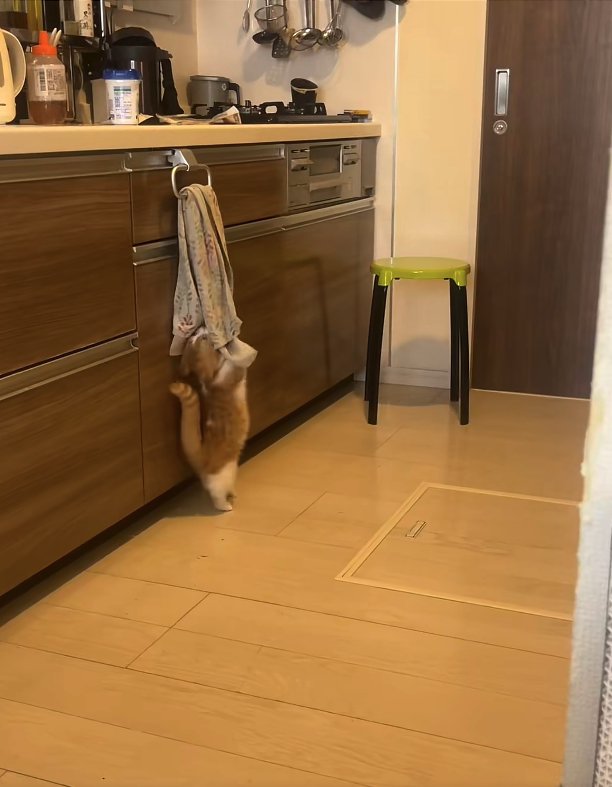 後ろ足で立ってタオルに顔を埋めている猫