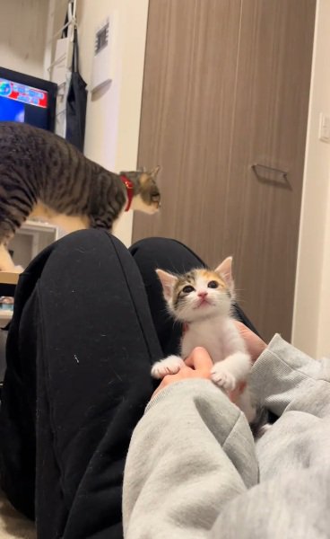 膝の上に座っている三毛の子猫