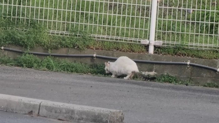 駐車場にいる猫