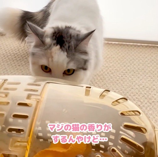 キャリーの匂いを嗅ぐ三毛猫