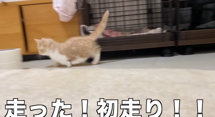 走る猫