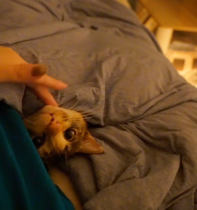 あごを撫でられる猫1