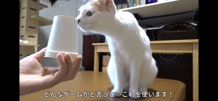 紙コップのにおいを嗅ぐ猫