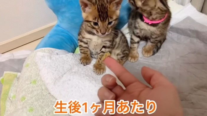 おすわりする子猫