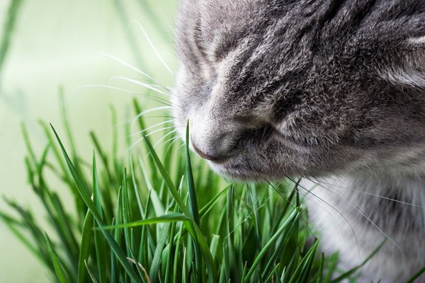 猫草を食べる猫