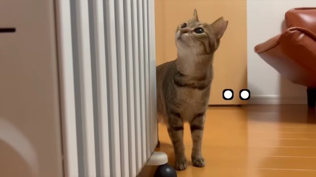 オイルヒーターを見上げる猫