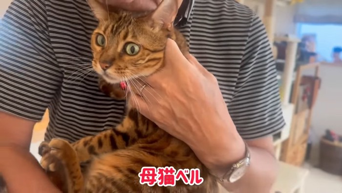 抱っこされる赤い鈴の猫