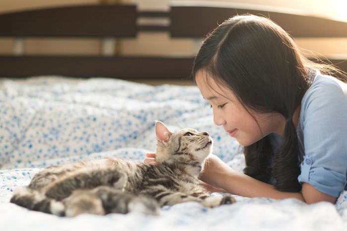 女の子と見つめ合うアメリカンショートヘアの子猫