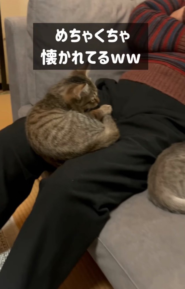 膝の上に乗る子猫