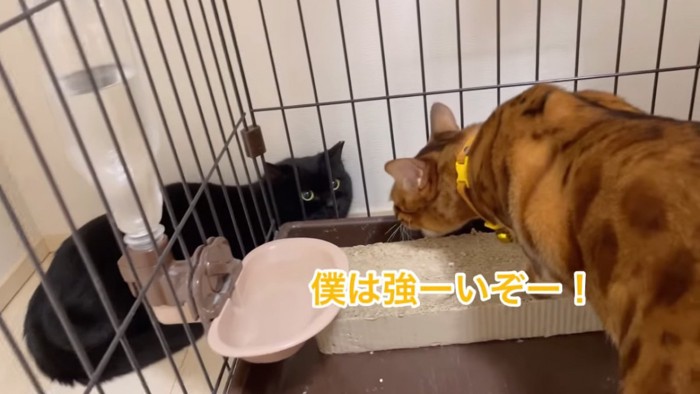 黒猫に威嚇する猫