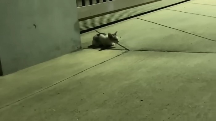 座る子猫