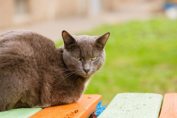 関心がなさそうな猫