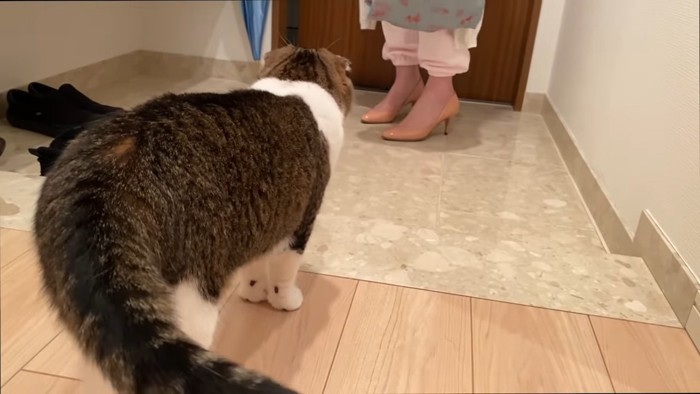 猫の後ろ姿