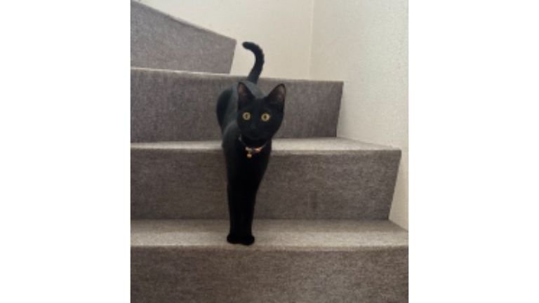 階段にいる猫