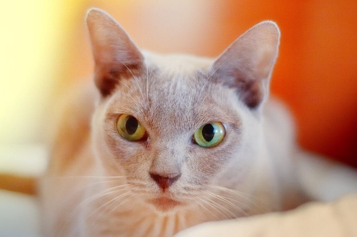 Burmese cat