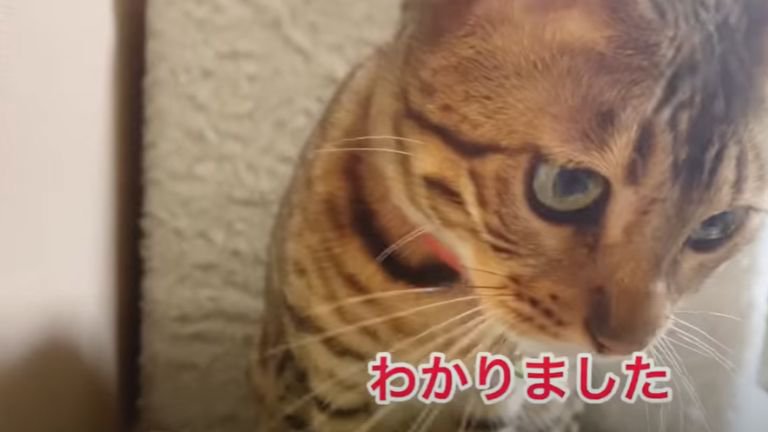 アップに映っている猫