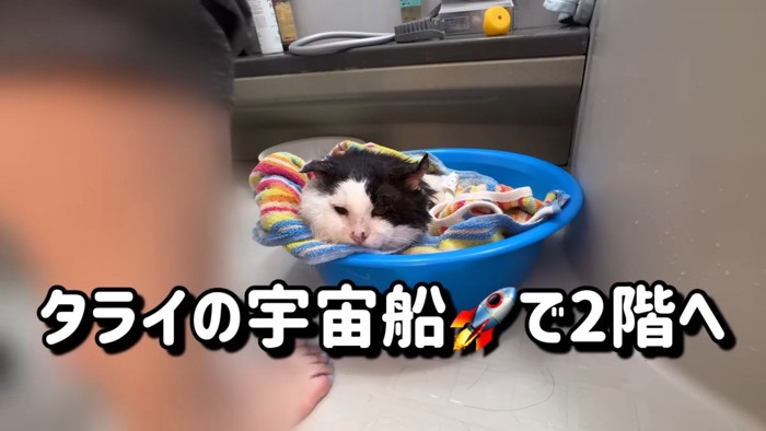 洗面器の中にいる猫