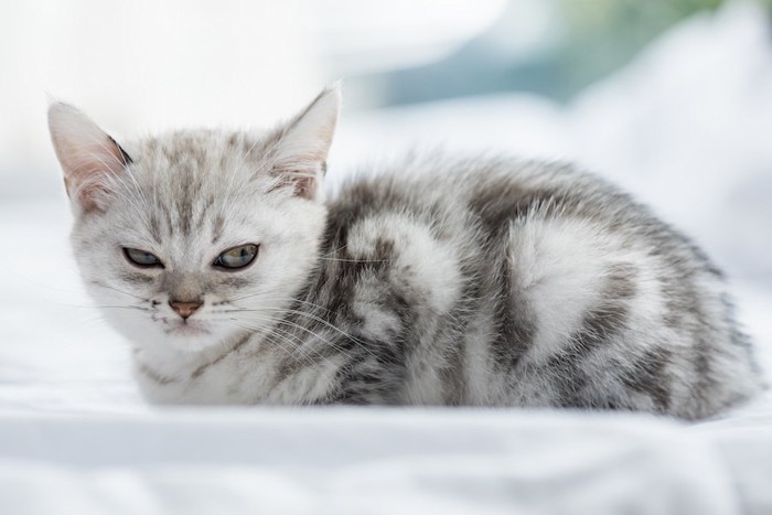 睨んでいるような表情のアメショーの子猫