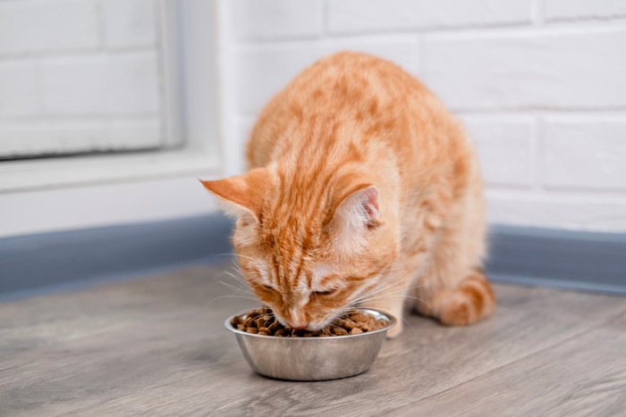 フードを食べる猫