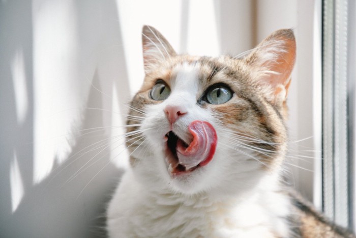 舌をだす猫