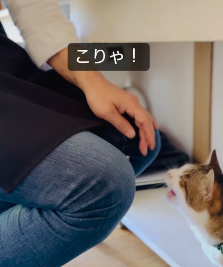 飼い主の手に払いのけられる猫