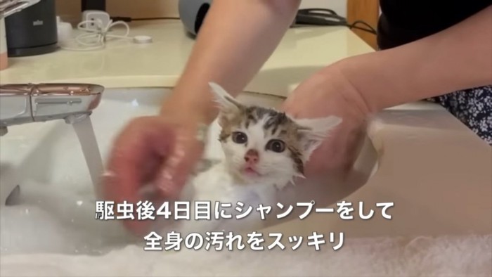 管理人さんにシャンプーされる子猫