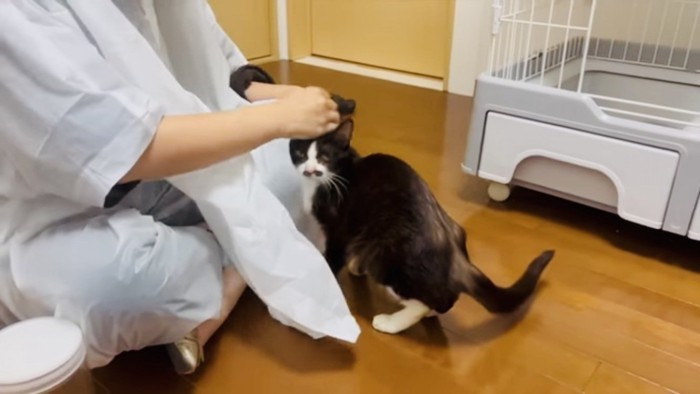 ママに甘えるハチワレ猫