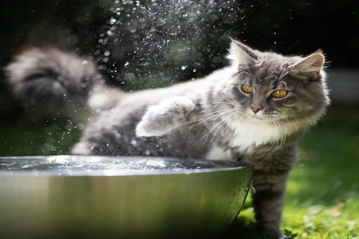 水しぶきを上げて楽しむ猫