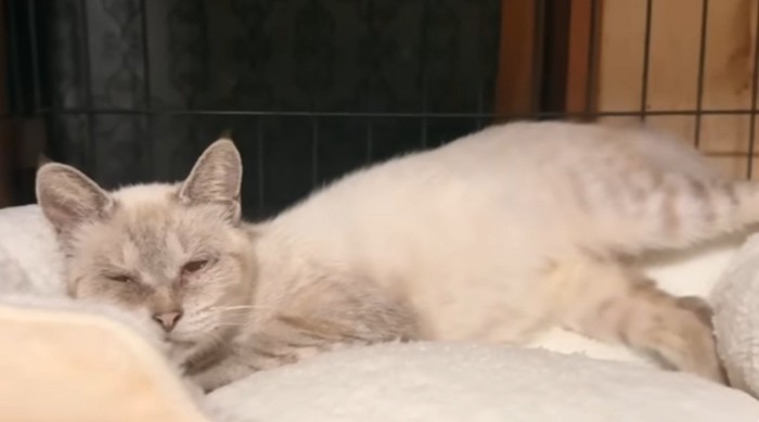 猫用ベッドの端で変なポーズでくつろぐシャムトラ猫