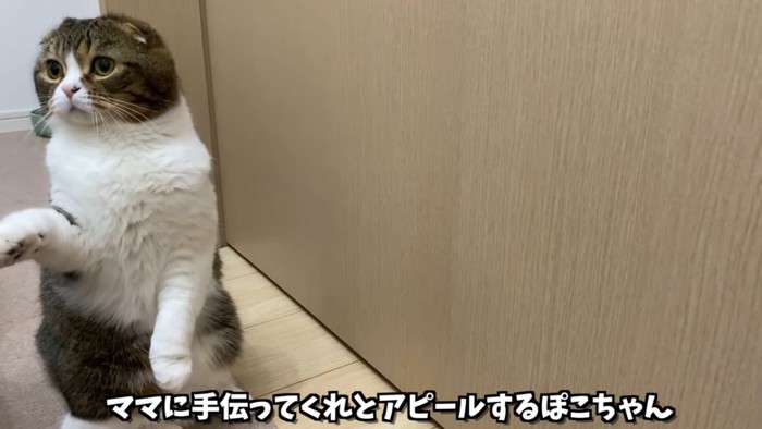 立ち上がる猫