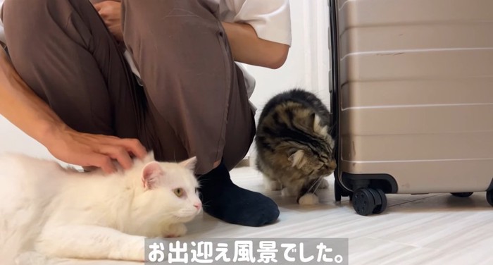 寄り添う猫