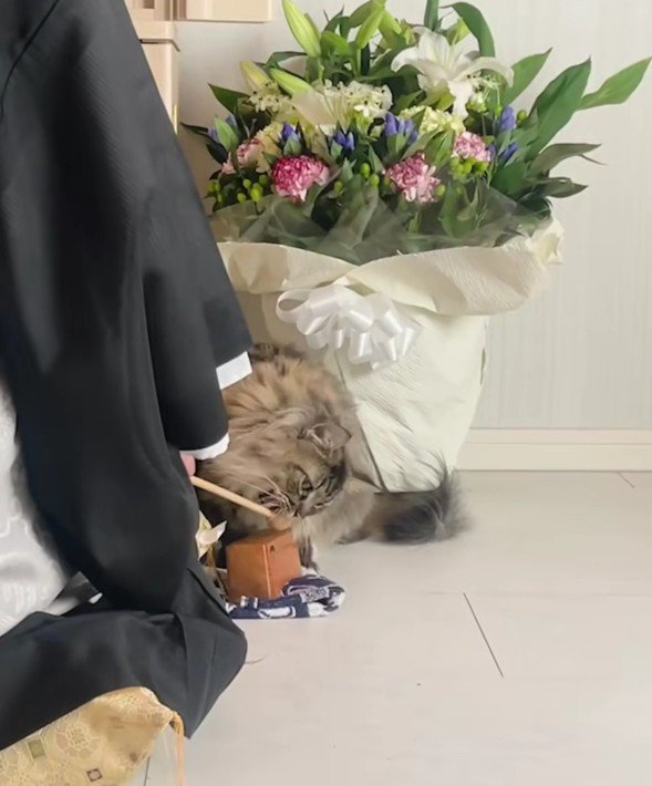 お坊さんと猫