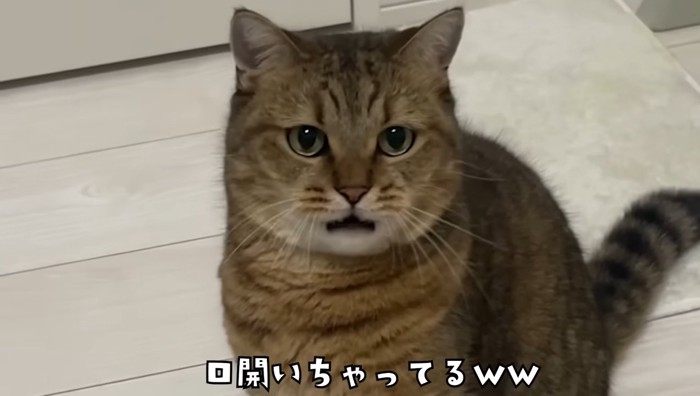 口が開いてるみにらくん