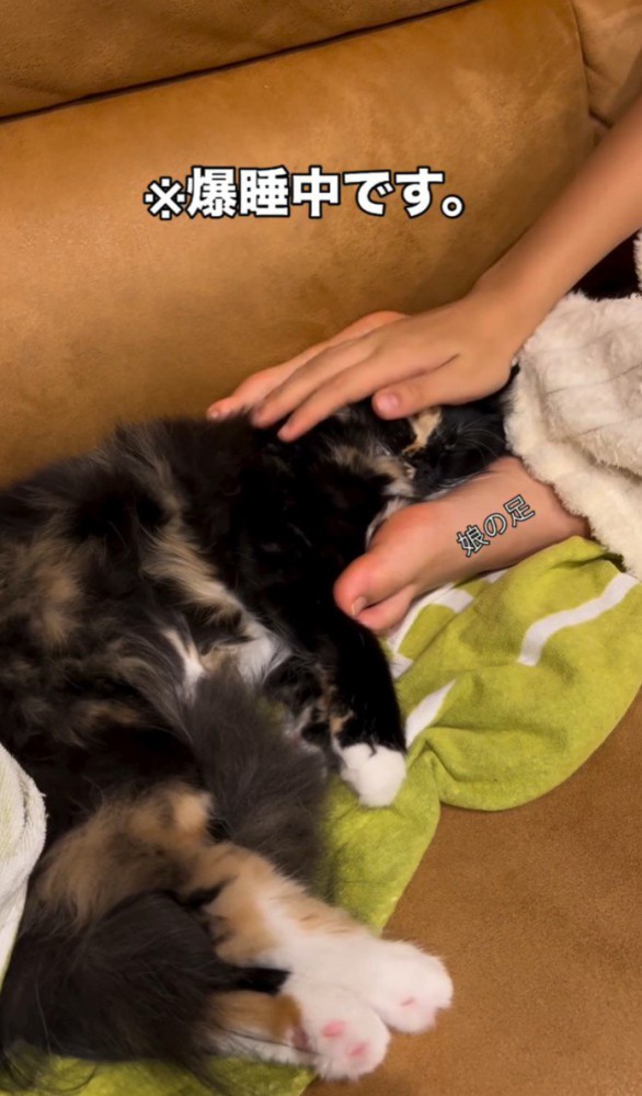 撫でてもらう猫