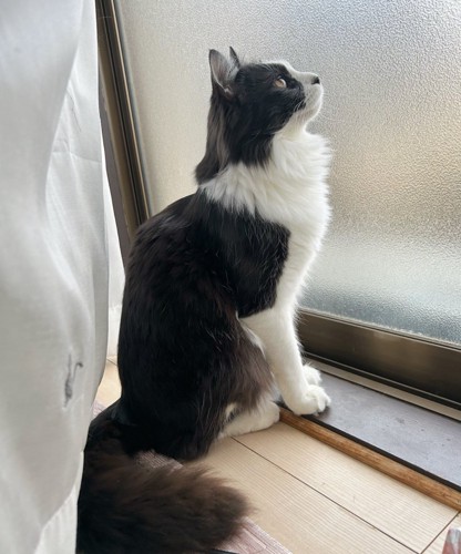 窓の外を見る白黒猫