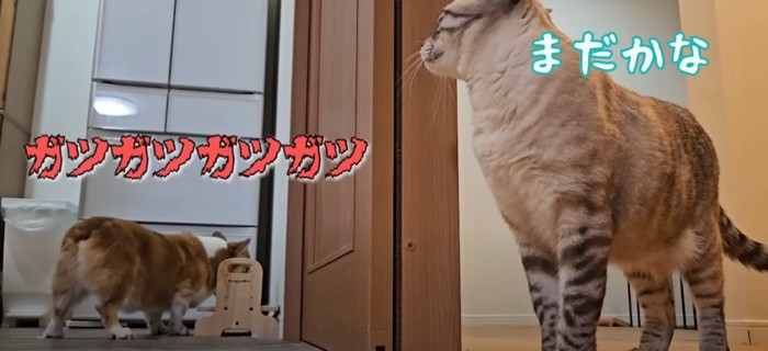 食べる犬と待つ猫